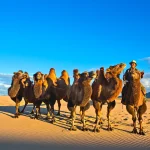 A comparison of budget travel and luxury travel in Mongolia.