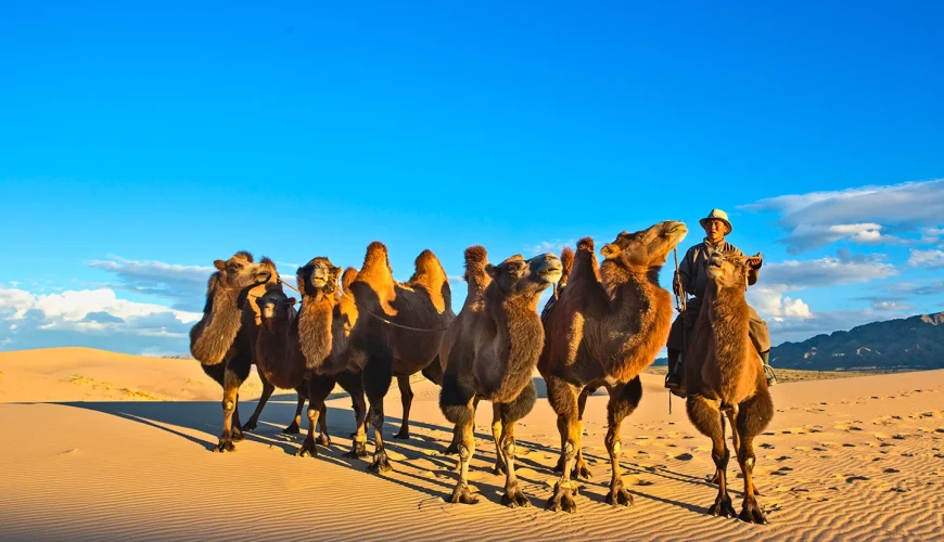 A comparison of budget travel and luxury travel in Mongolia.